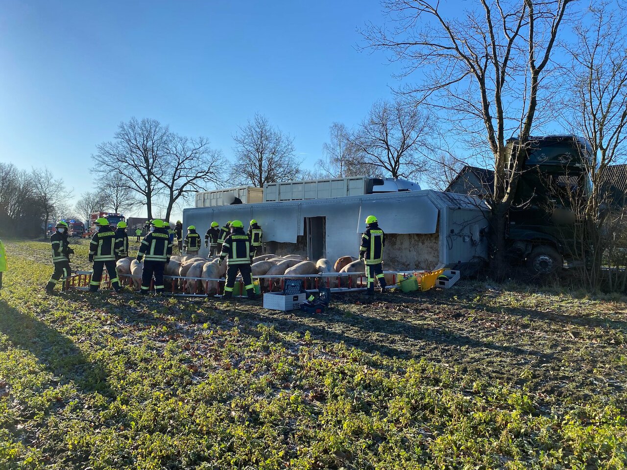 Einsatzmeldung: LKW mit 160 Schweinen umgestürzt Image 2