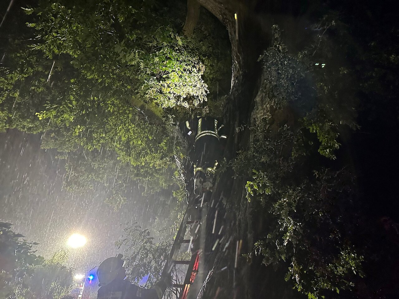 Brennt Baum nach Blitzeinschlag Image 4