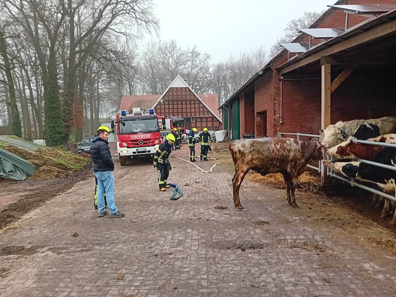 Kuh aus Güllegrube gerettet – Schnelles Handeln rettet Tierleben Image 1