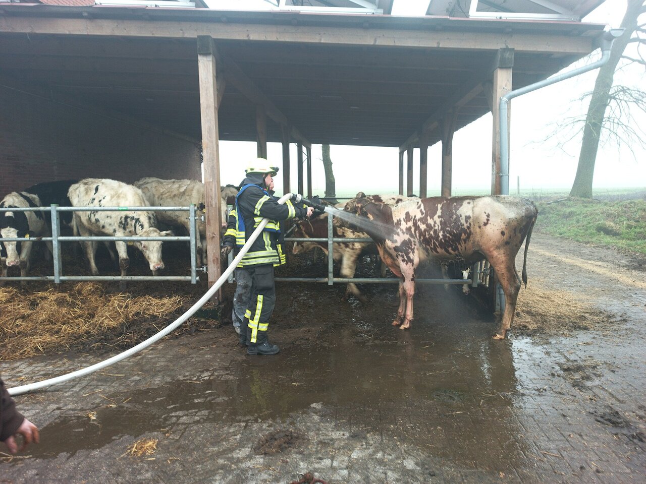 Kuh aus Güllegrube gerettet – Schnelles Handeln rettet Tierleben Image 3